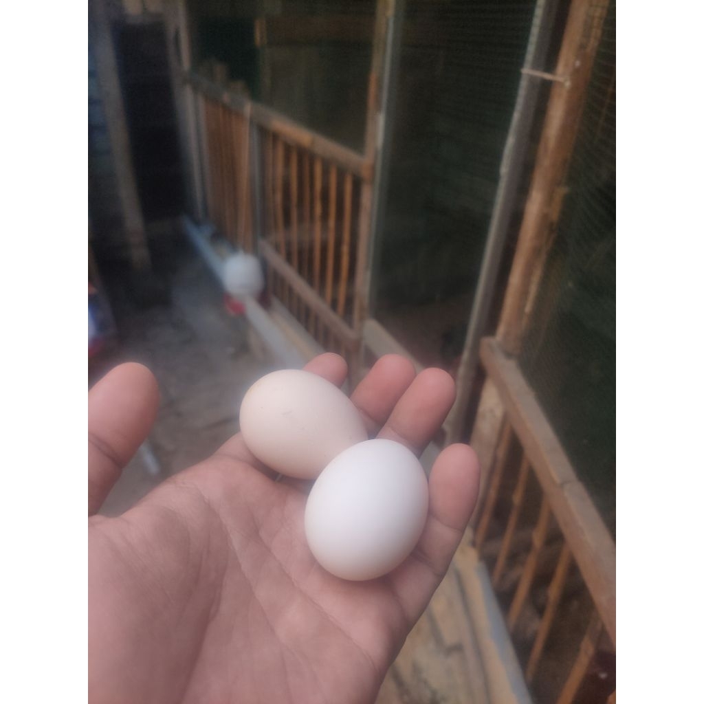 

telur kampung konsumsi