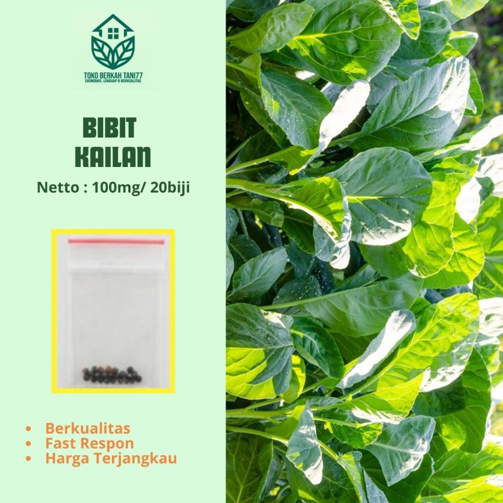 Benih Sawi Kailan Bibit  Sawi Kailan - Bibit Tanaman Sayuran Berkualitas