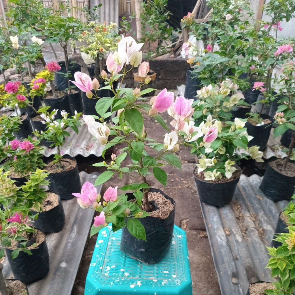 bougenville sakura ice cream