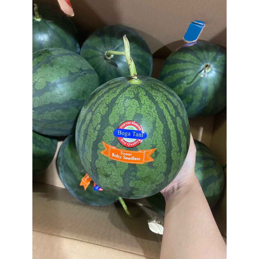 

SEMANGKA BABY SEMANGKA MERAH MANIS BANYAK AIR SEEDLESS (biji dikit)