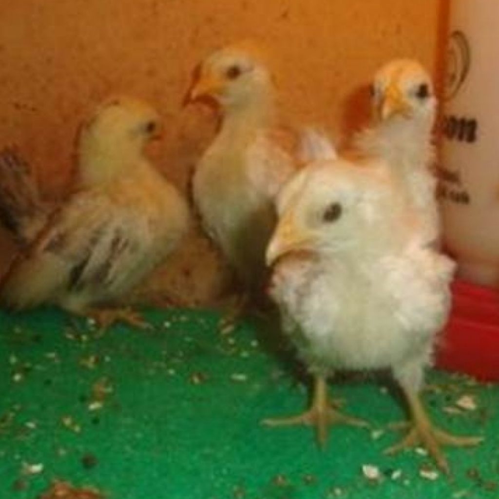 AYAM SERAMA KATE BERKUALITAS