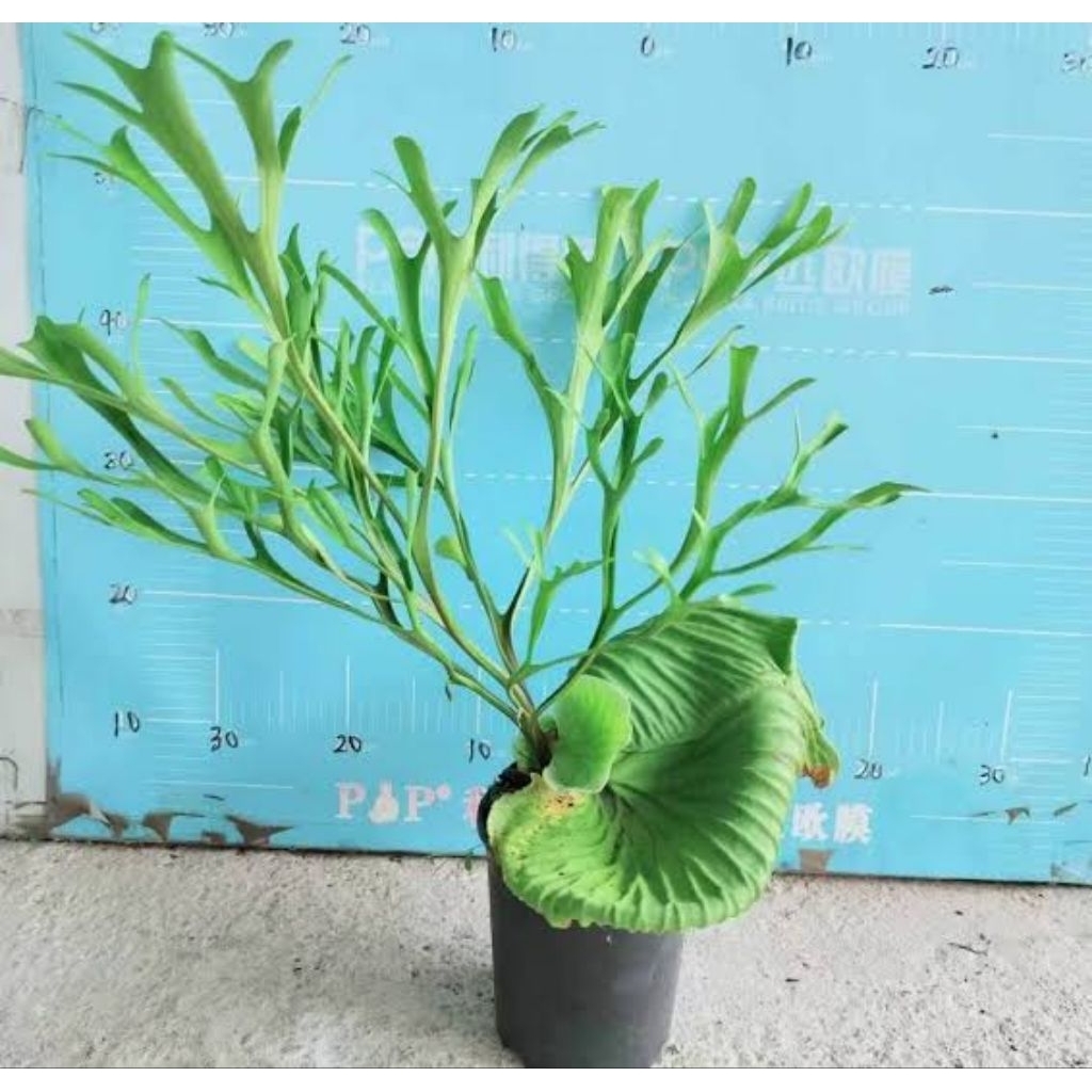 Platycerium Ridleyi tanaman tanduk rusa