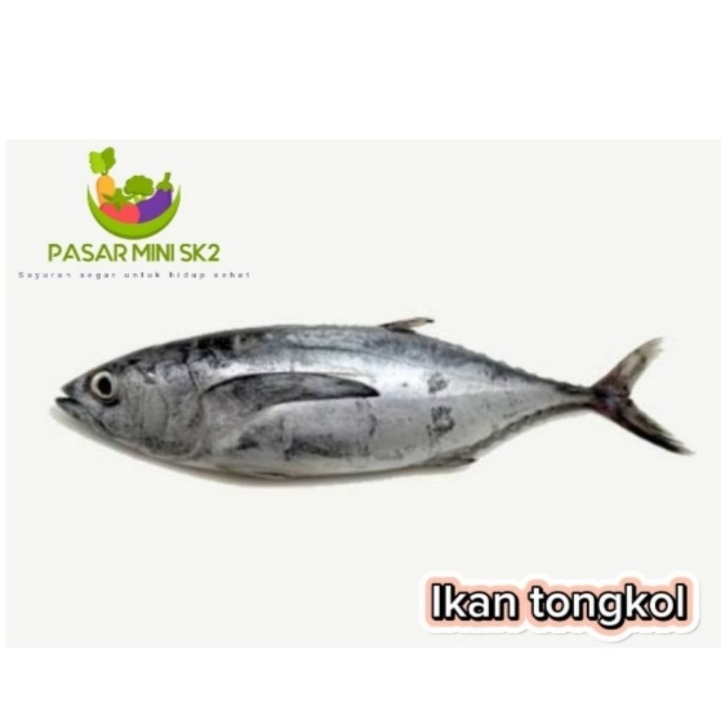

Ikan tongkol berat 1kg