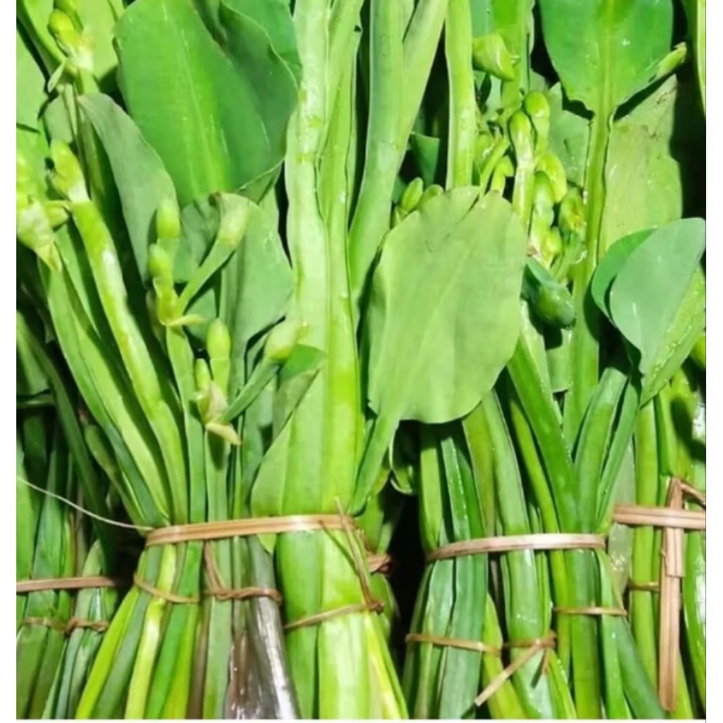 

sayur genjer untuk lalapan masih segar 250gr