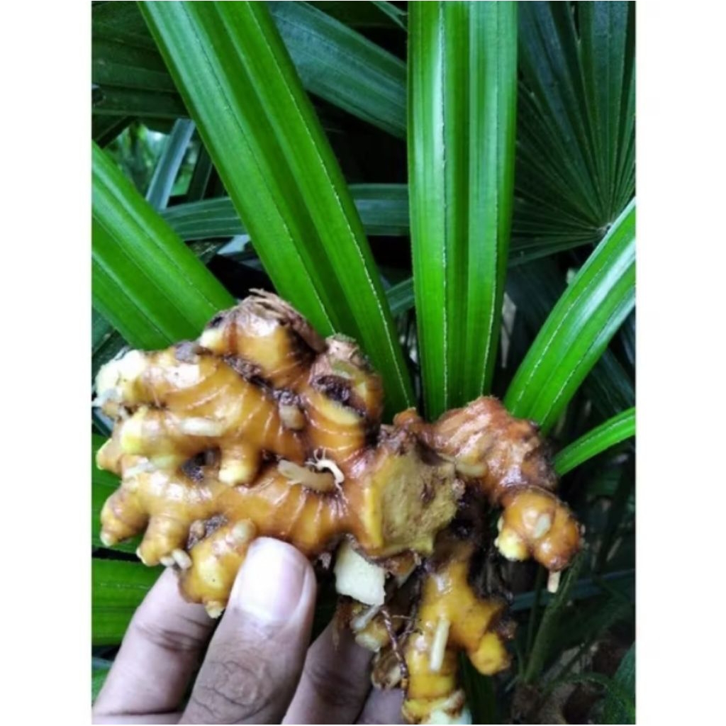 

lempuyang segar 500grm masih fres