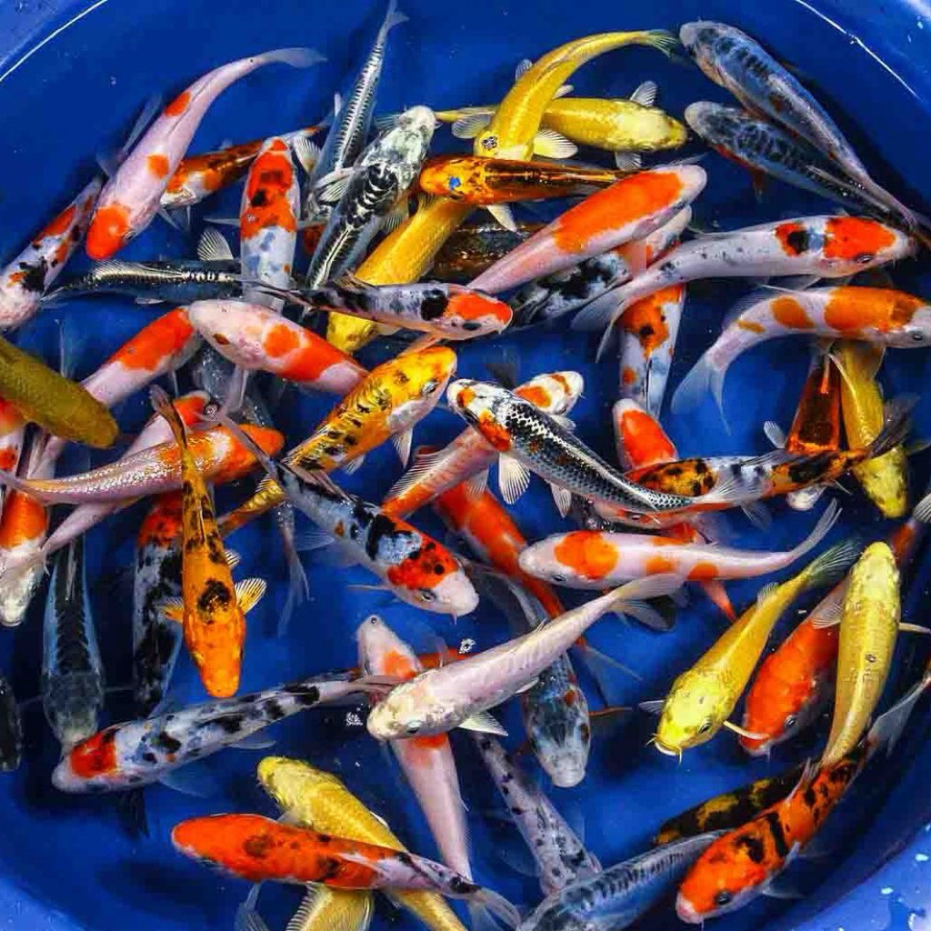

paket 40 ekor koi mix berkualitas