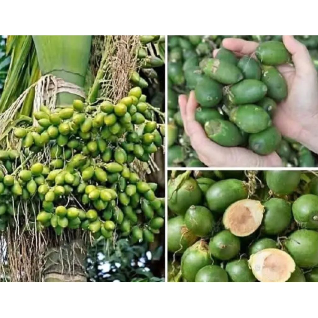 

Buah Pinang / Buah Jambe Muda Fresh 500 Gram