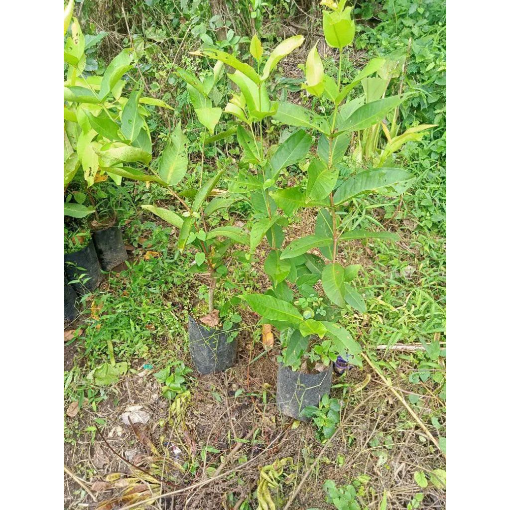 Bibit Jambu Citra Hasil Cangkok