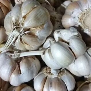 

Bawang Putih 1KG