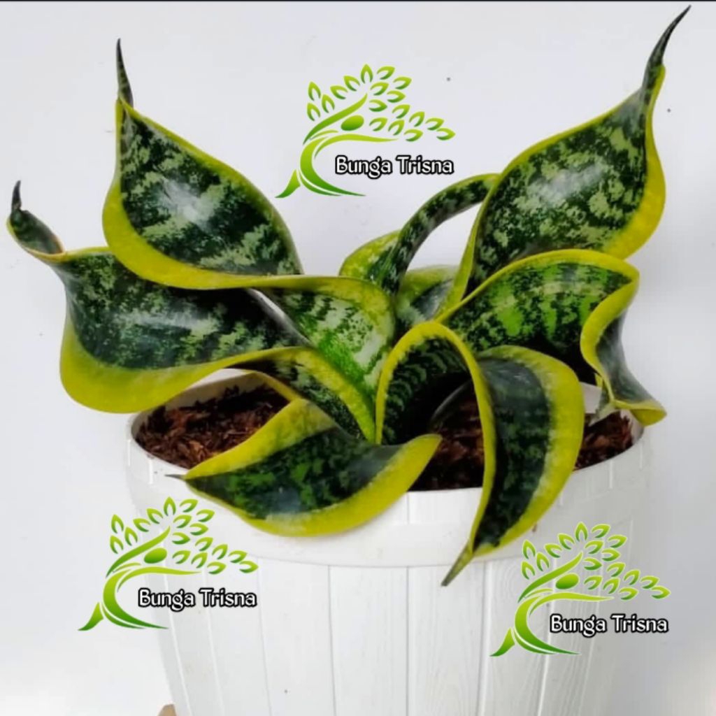 Tanaman hias sensivera twister+pot putih/sanseviera twister sister murah