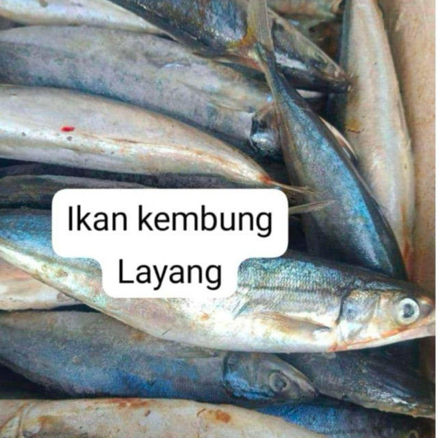 

KIRIM INSTAN IKAN KEMBUNG LAYANG JUMBO / IKAN LAYANG KEMBUNG EXPRESS / IKAN KEMBUNG LAYANG FRESH / IKAN KEMBUNG LAYANG MURAH / TUKANG SAYUR ONLINE BEKASI