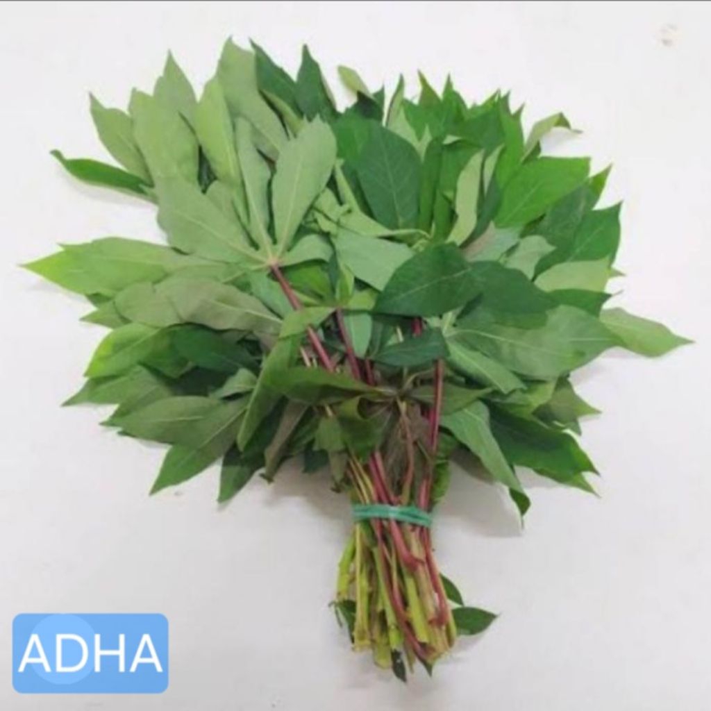 

DAUN SINGKONG muda segar 1 IKAT