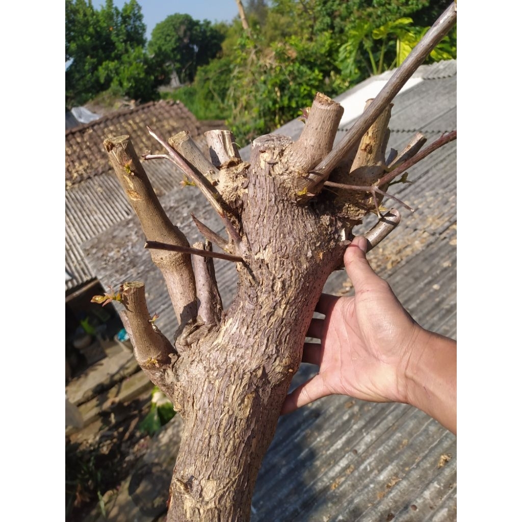 Stek Bougenville Lokal Batang Besar Berkarakter bisa untuk Bahan Bonsai