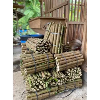 

Telo Papua Isi 23-50 Singkong Papua jual per kilo pakan ternak protein tinggi.