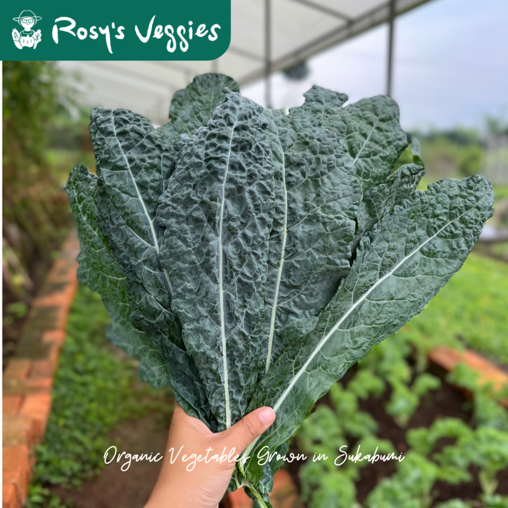 

Kale Nero Organik | 150 gram