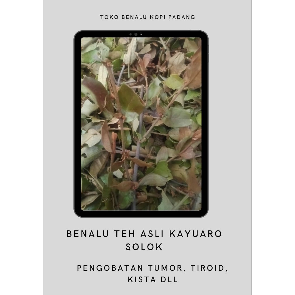 

Benalu teh asli kayuaro solok sediaan fresh segar dan kering 1000gram