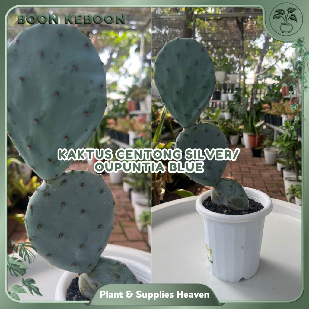 Kaktus Centong Silver / Opuntia Blue