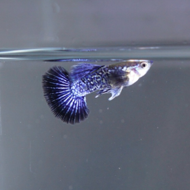 Aksesoris Aquarium Guppy Blue Dragon HM
