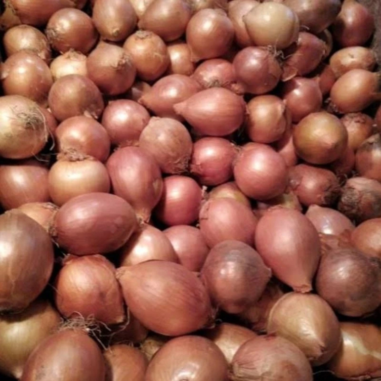 

Bawang Bombay Fresh Kuallitas Terbaik 500 Gr