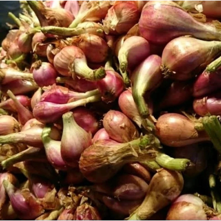 

BAWANG SUMENEP ASLI SEDANG 1KG