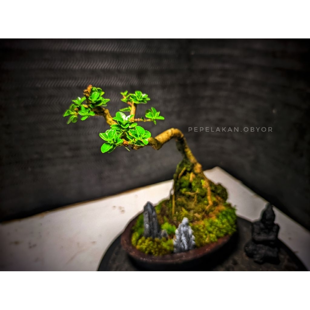 Bonsai Mini Bonsai Mame Bonsai Sancang Penjing Vietnam Style Bonsai REALPICT SEPERTI DI PHOTO PRODUK