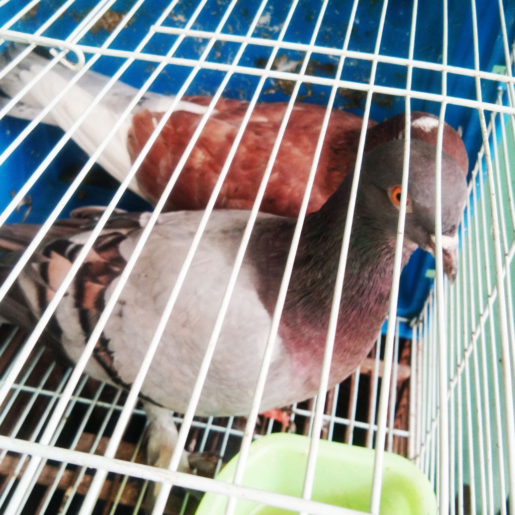 Merpati burung dara#sepasangan#jantan/betina