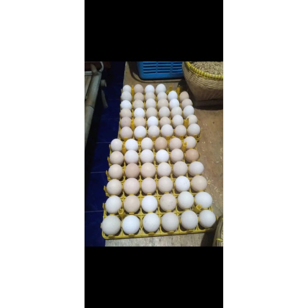 TELUR FERTIL KUB 2 ORI.