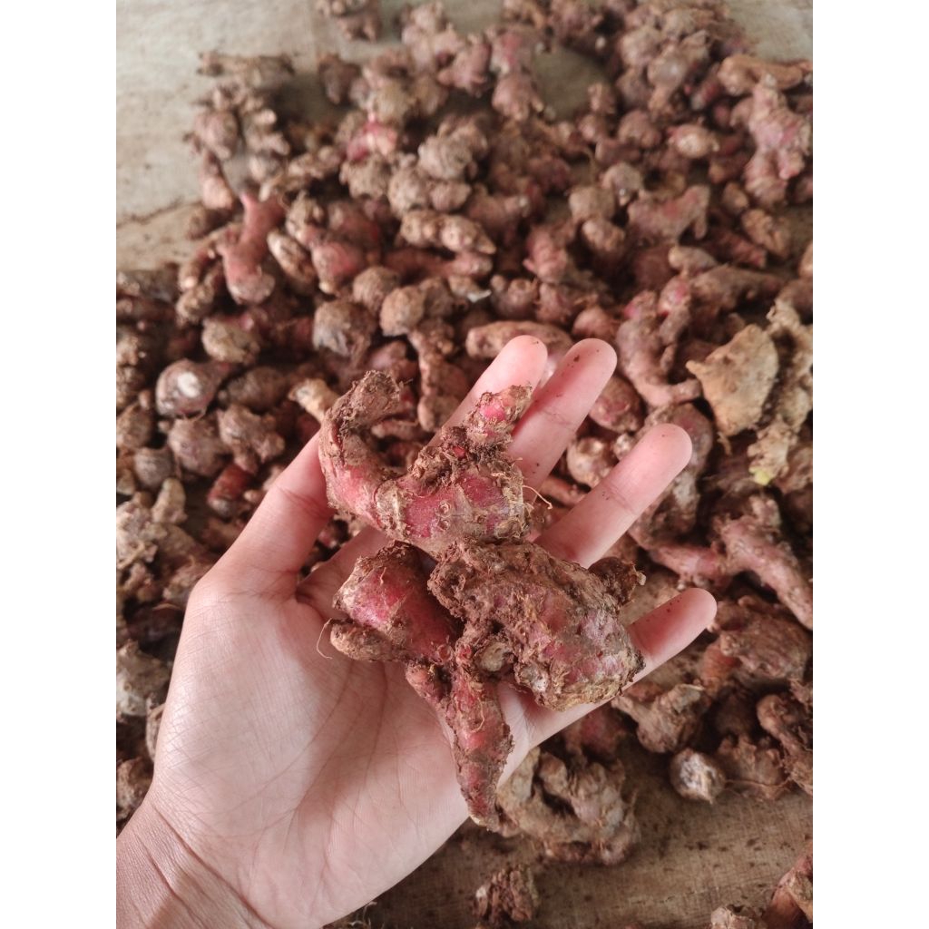 

jahe merah obat herbal