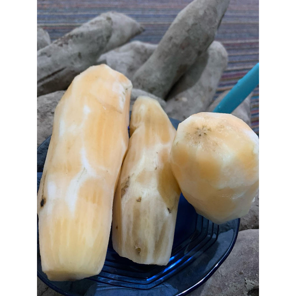 

Umbi Yakon 500gram, siap konsumsi, segar dan manis