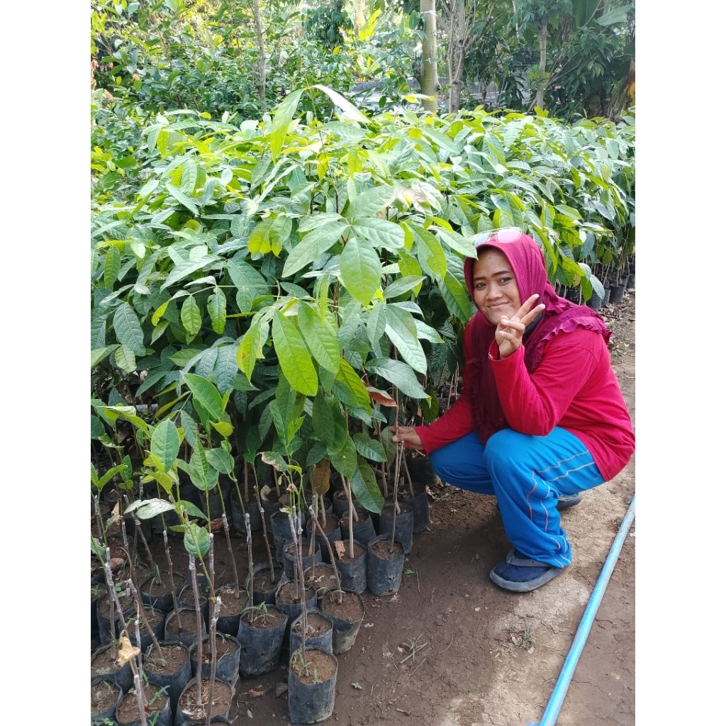 Bibit Mahoni Bibit Kayu Mahoni Tinggi 1 Meter Siap Tanam