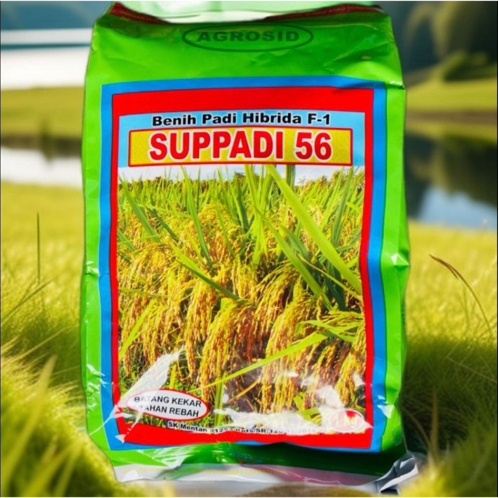 

SUPER PROMO Benih Padi Hibrida F1 Suppadi 56 100% Ori Berkualitas Bibit Pilihan