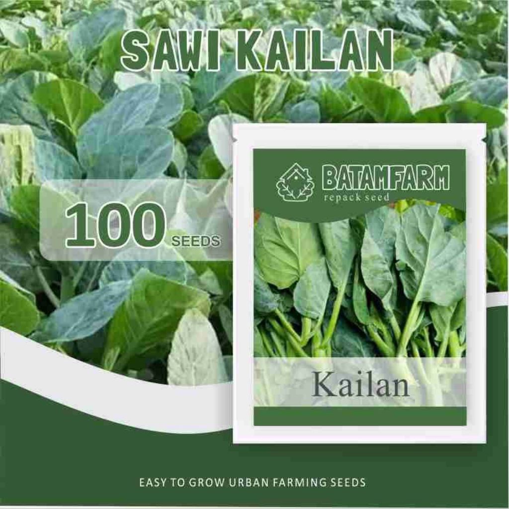 Benih Biji Bibit Kailan Chinese Kailan