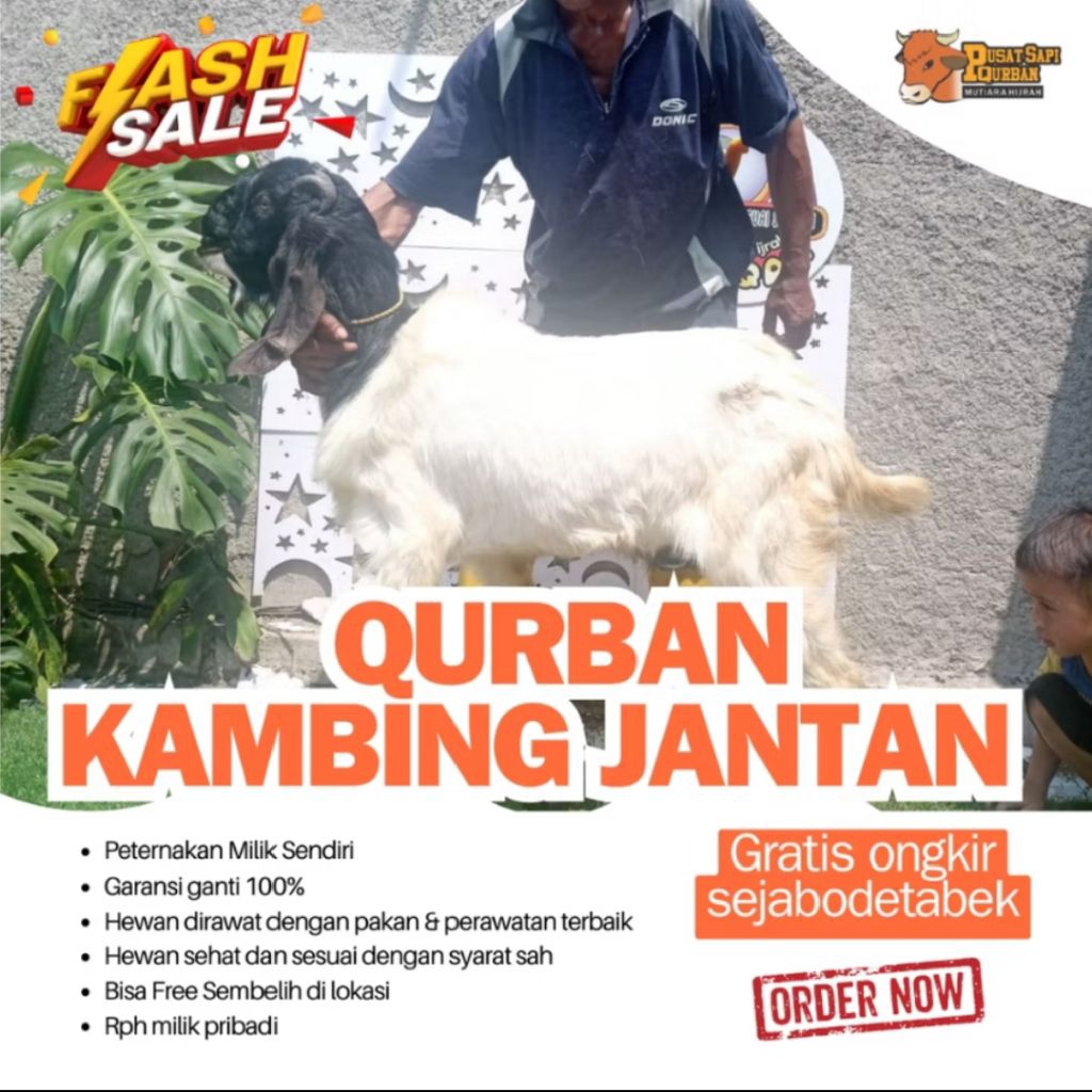 

Qurban- Kambing Jantan Qurban Free Ongkir Jabodetabek