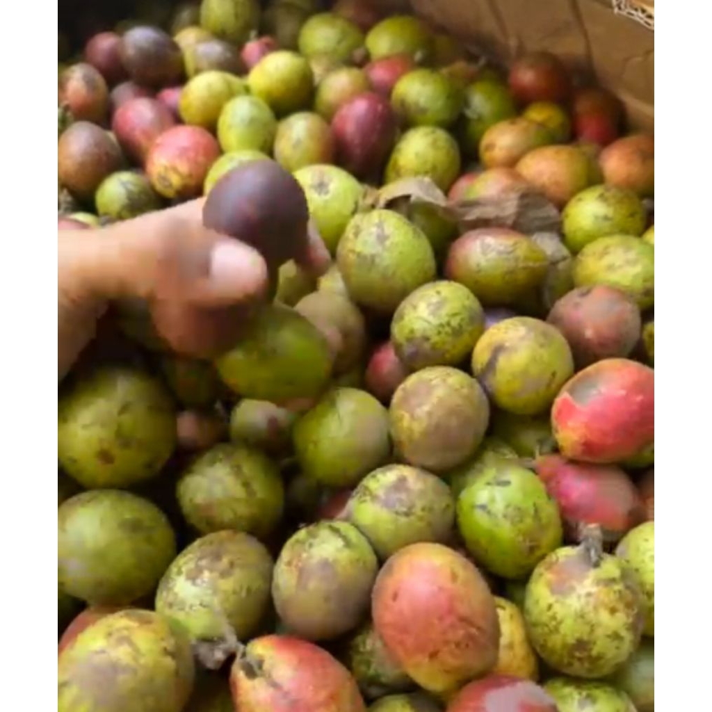 

buah mentoa netto 1000gr