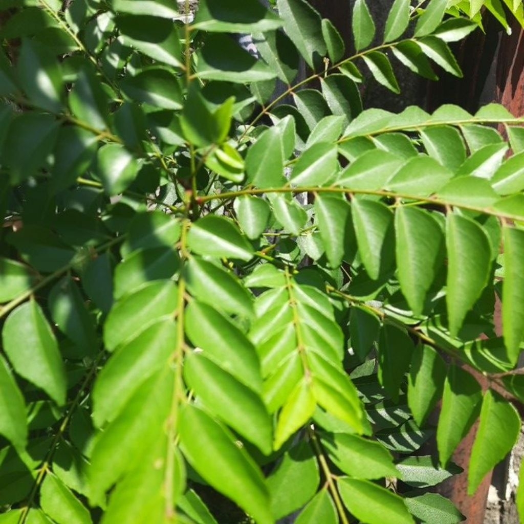 

daun kari fresh salam koja segar