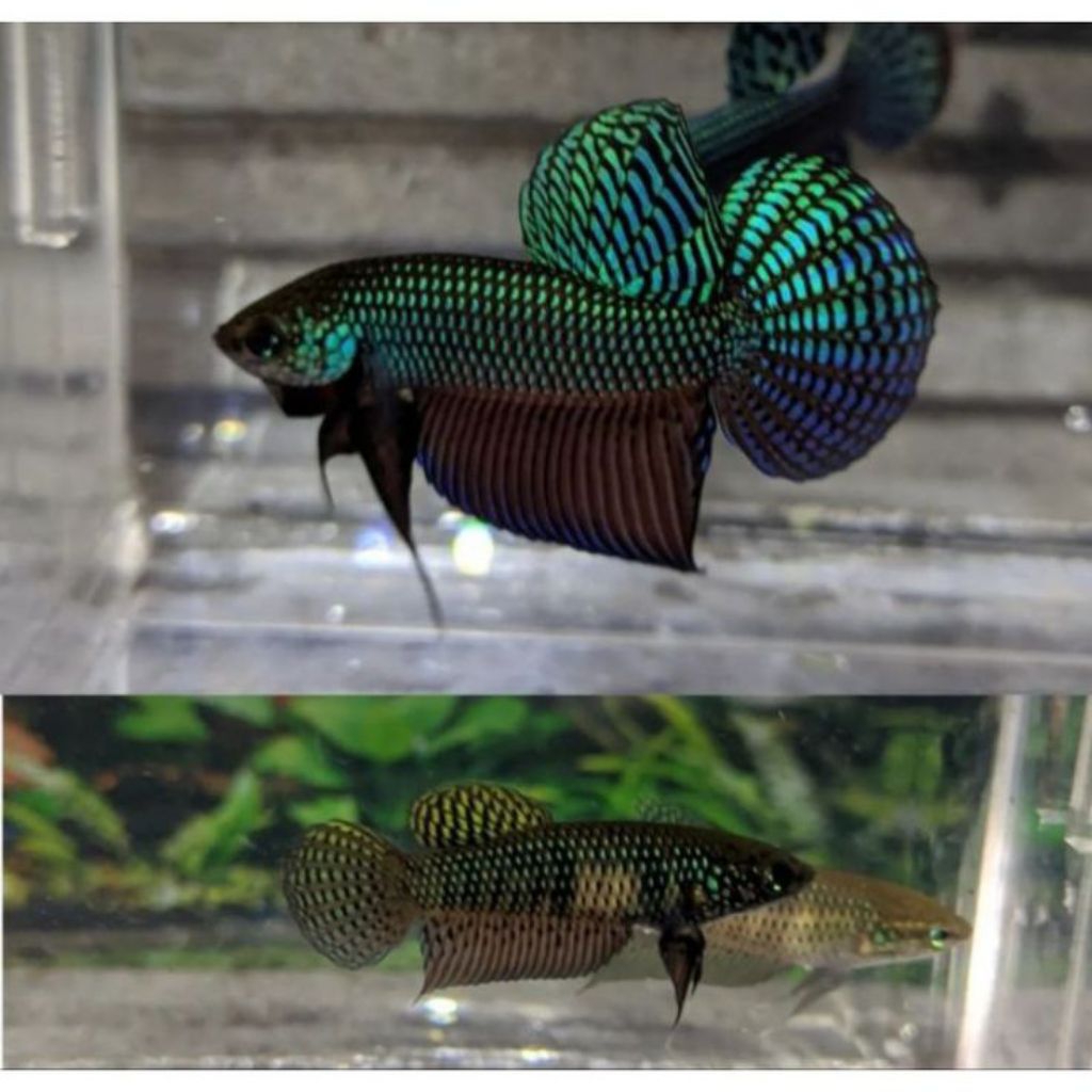 wild Betta samaragdina guitar sepasang/sepair