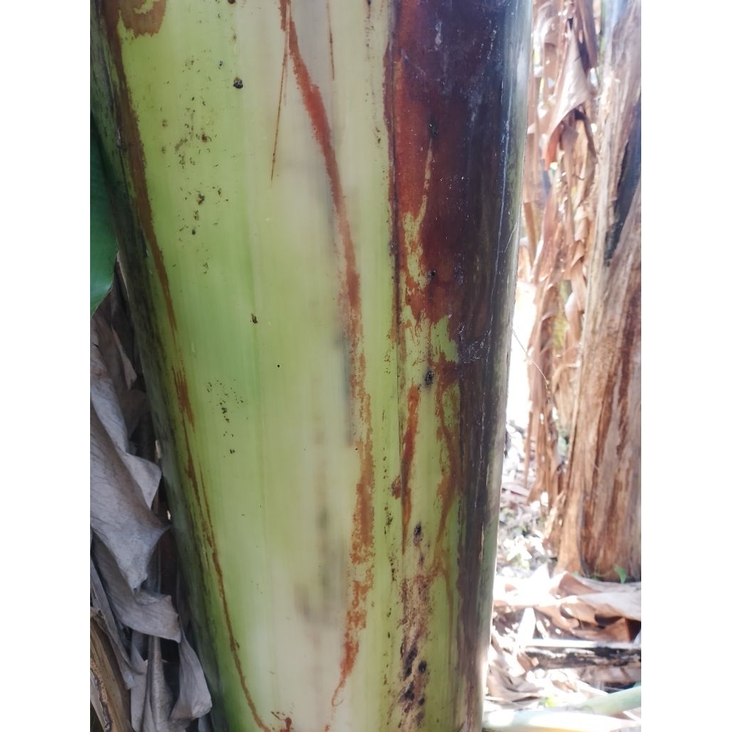 

TERMURAH DEBOK PISANG 2 KG...!!!Masih fress