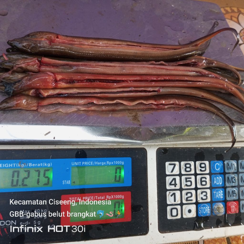 

belut sudah di bersihkan 250gram 10 ekor