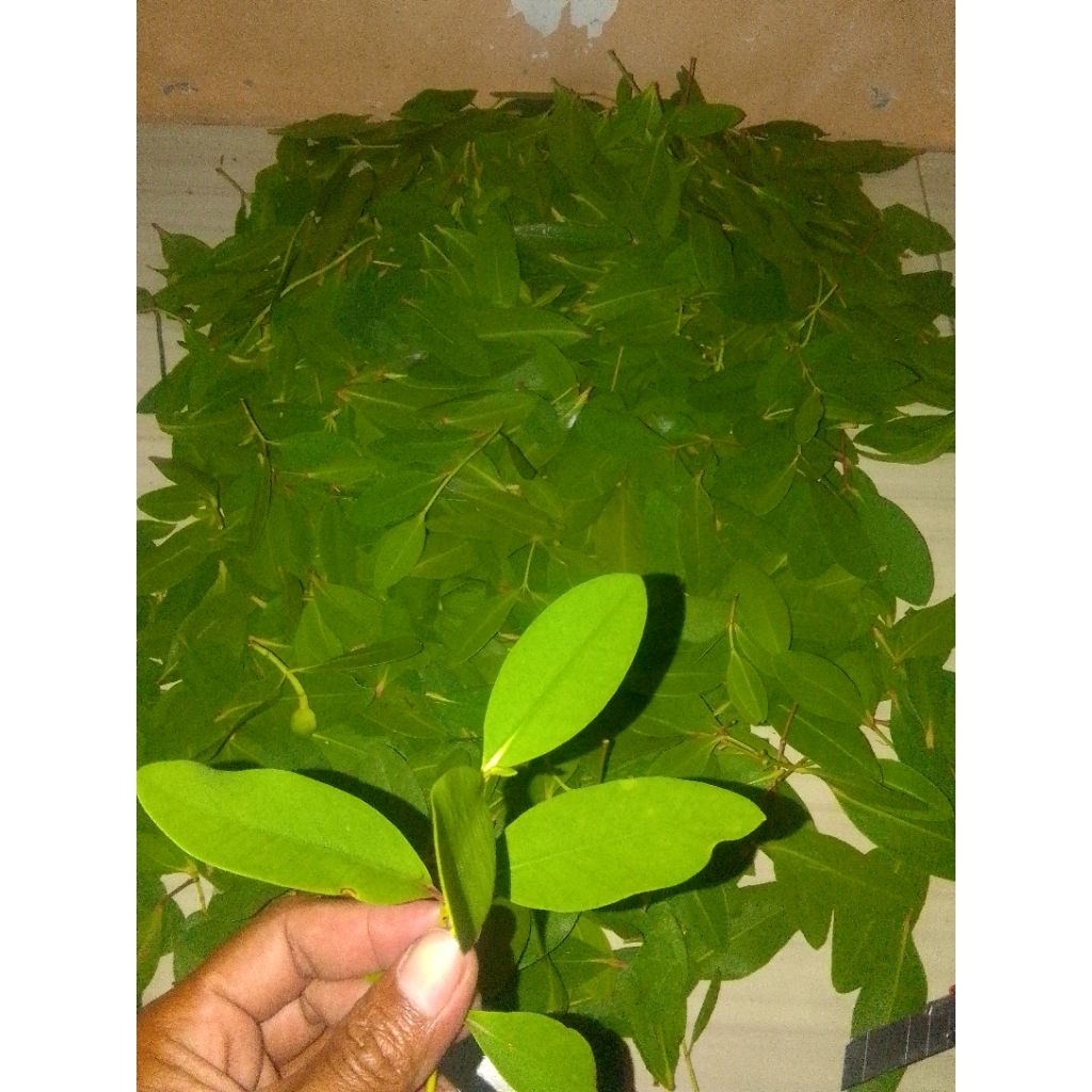 

PAKET DAUN DAN BUAH MANGROVE RIZHOPORA MUCRONATA
