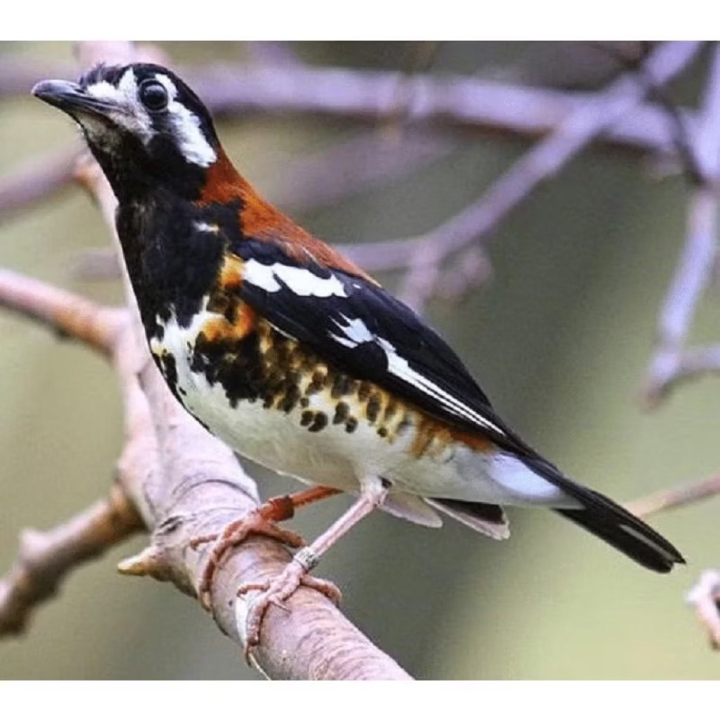 anis macan pilihan bawan rawatan