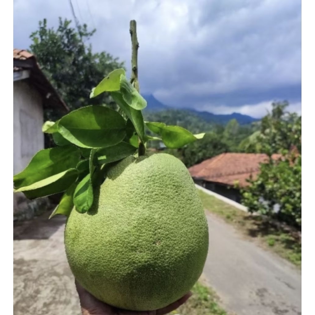 

paket grosir untuk jual lagi , 50kg request berat 1kg -3kg