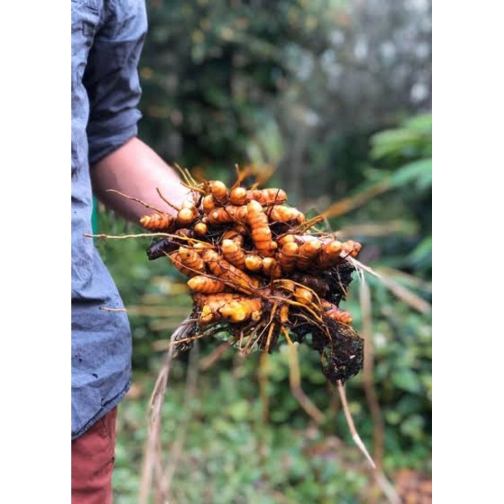 

Kunyit mini kunyit cute cocok banget buat masakan kunyiit non kimiawi kunyit mini