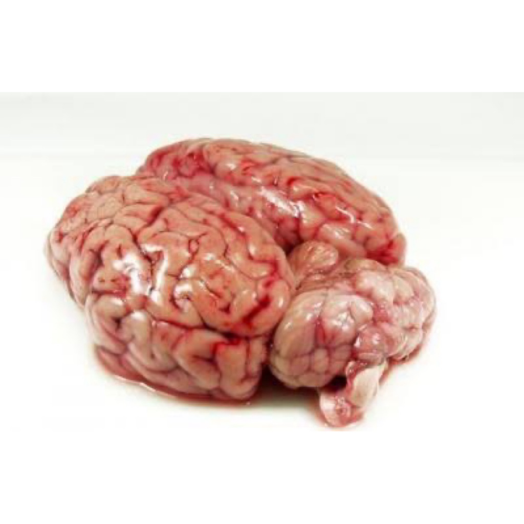 OTAK SAPI SEGAR / MENTAH/ MPASI/OTAK SAPI MPASI