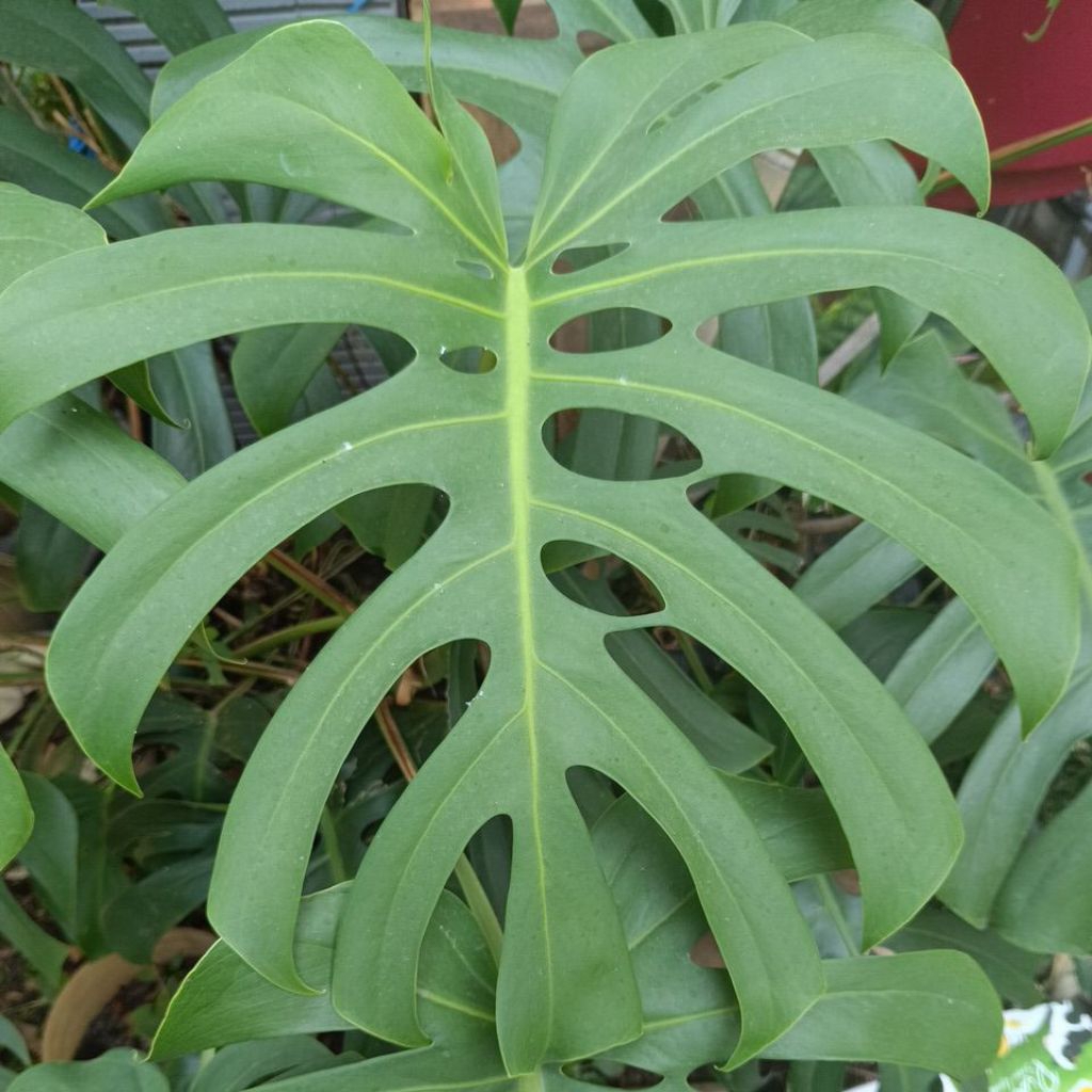 Monstera King, Bonggol  Murah