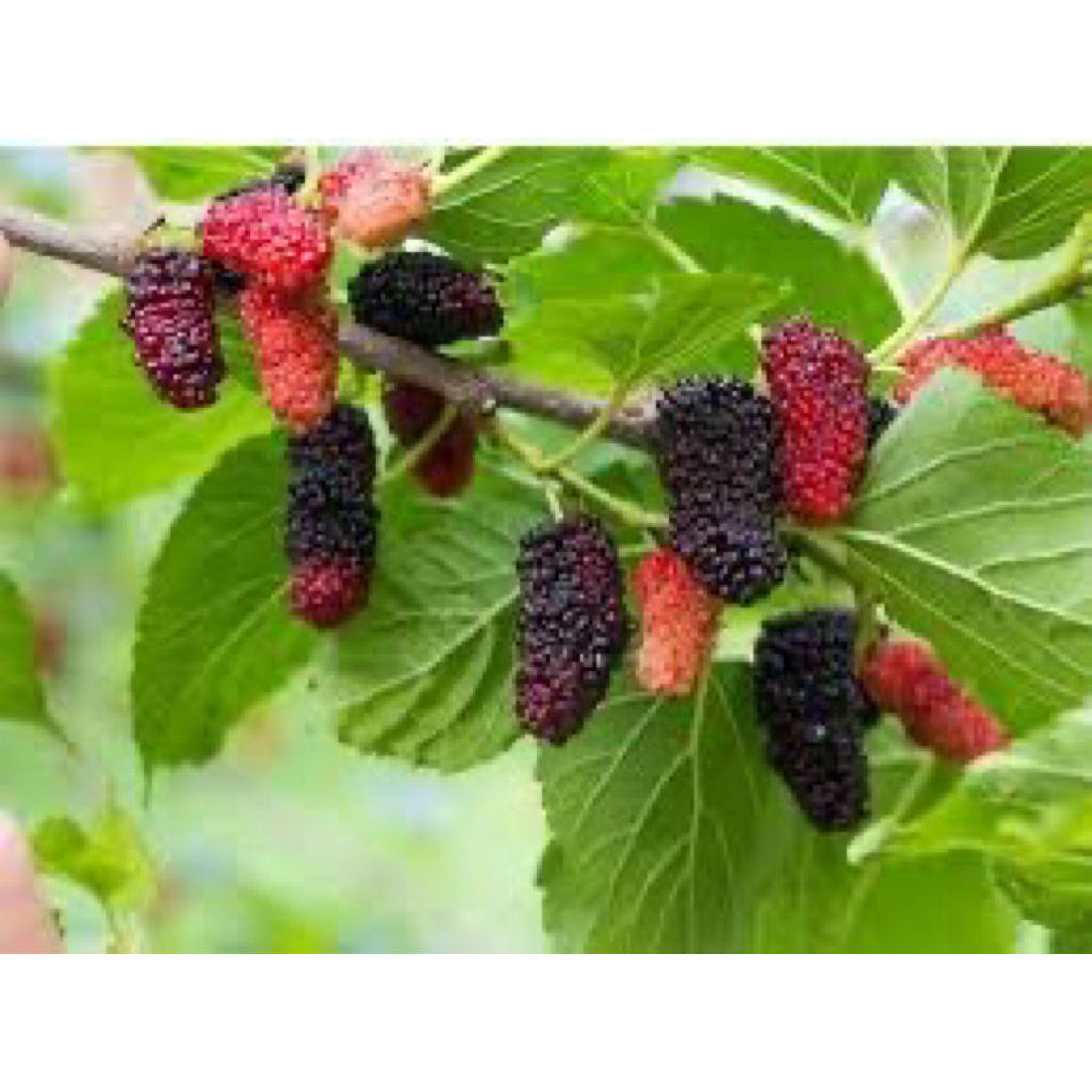 bibit murbei kondisi sudah berbuah batang besar