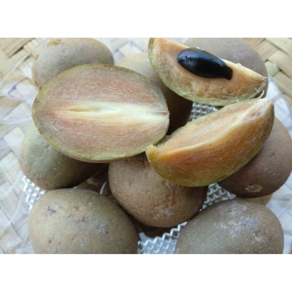 

Sawo Madu 1 kg READY Instan