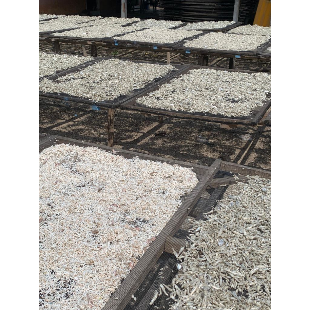 

IKAN ASIN TANJAN khas LAMPUNG