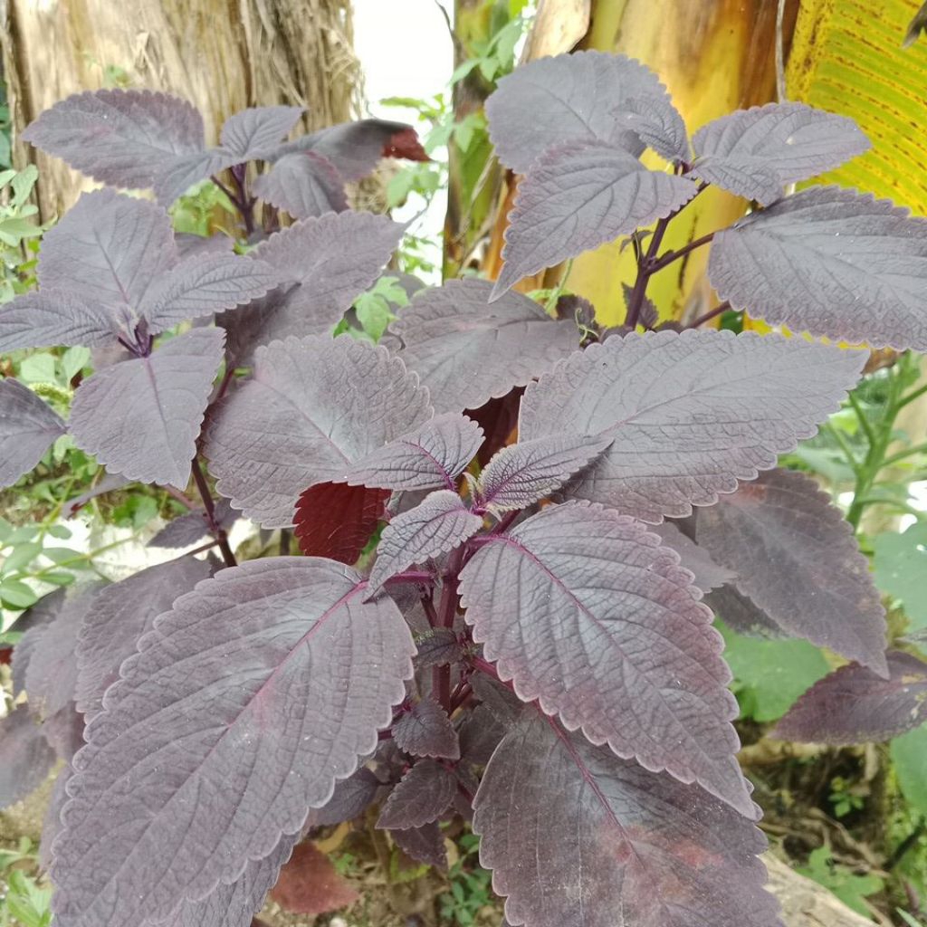 

Daun Herbal Miana Atau Jawer Kotok Per 200 Gram Segar