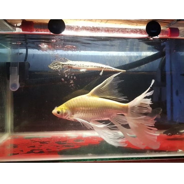 Kaviat Slayer Bahanan