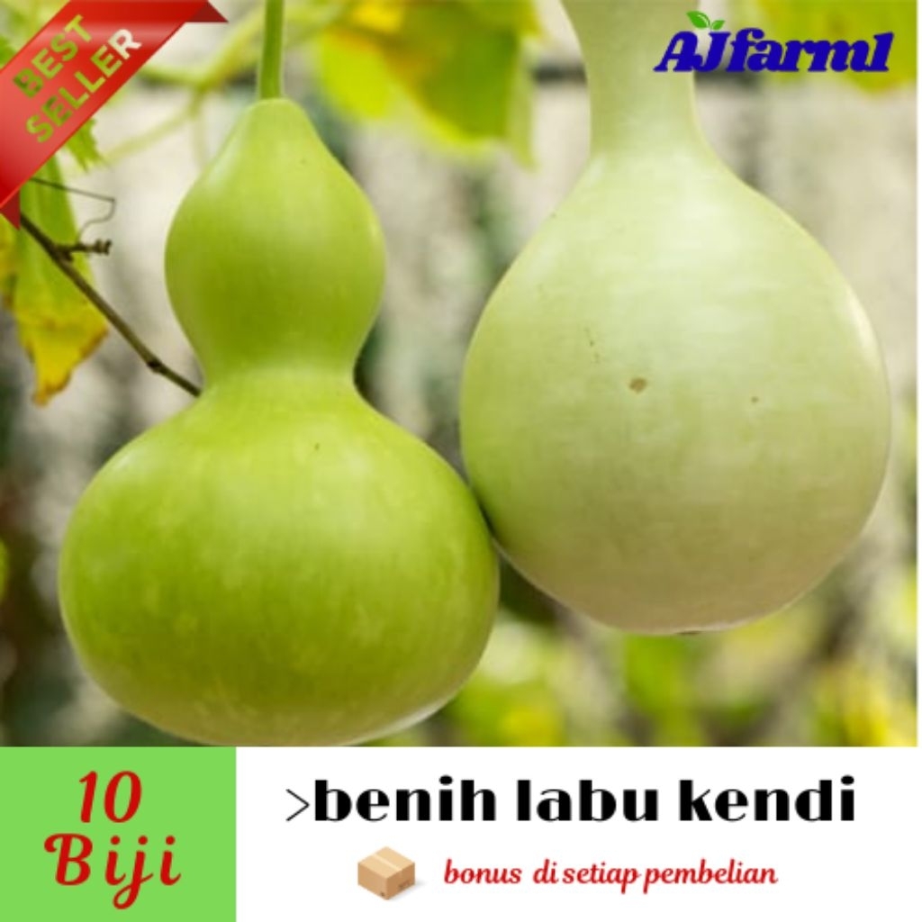 >10 biji ±± BENIH LABU KENDI | LABU BOTOL UNGGULAN (EXTRA BONUS)